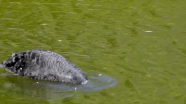 Siyah kuğu dalışı