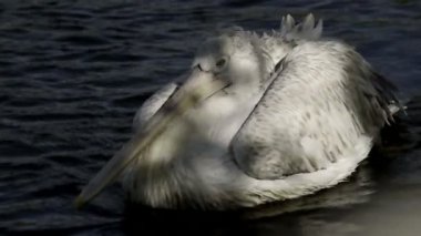 Güzel Pelikan yüzen