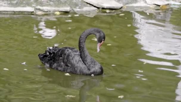 Der schwarze Schwan schwimmt — Stockvideo