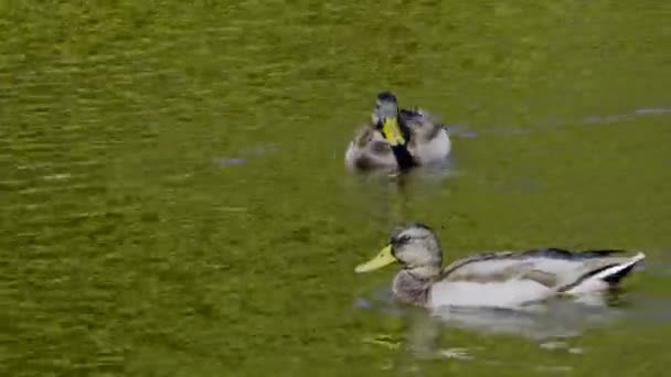 Three wonderful ducks — Stock Video