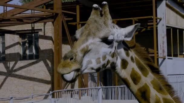 Girafe au zoo — Video