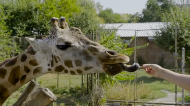 Girafa no zoológico leva comida — Vídeo de Stock