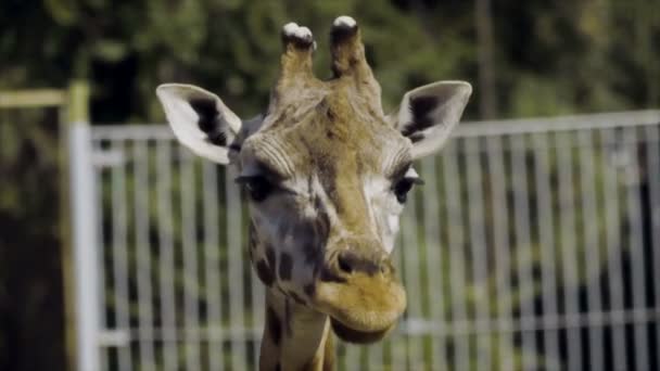 Tête de girafe c — Video