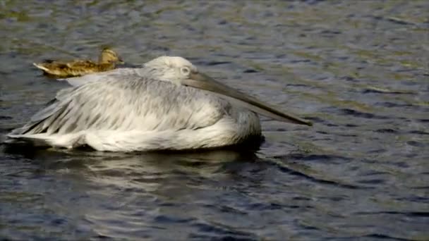 Schöner Pelikan schwimmend — Stockvideo