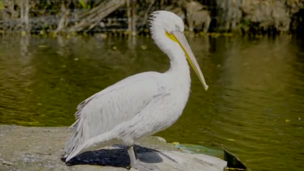 Beautiful pelican — Stock Video