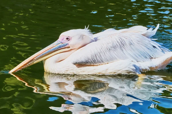 Belo pelicano flutuando no lago — Fotografia de Stock