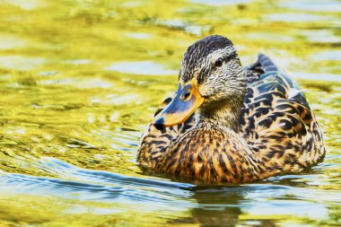 Bir su birikintisi içinde yüzmeye harika ördek 
