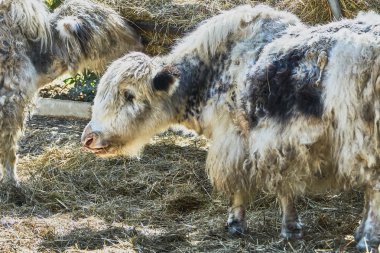 Yaks Hayvanat Bahçesi