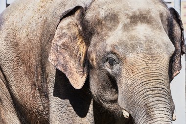 Hayvanat bahçesinde bir fil
