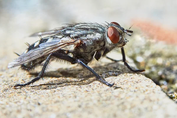 Gray fly in the garden closeup — Stock Photo, Image