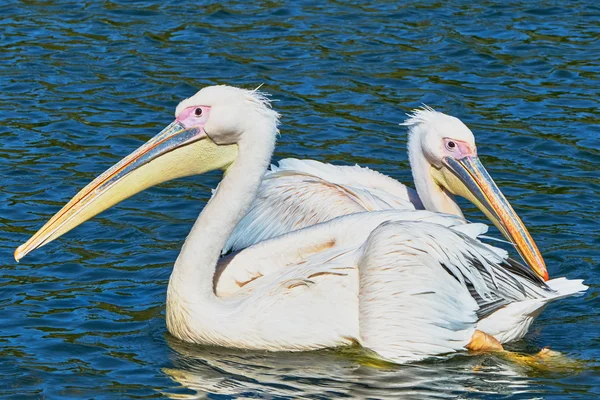 Due pellicani galleggiano sul lago — Foto Stock