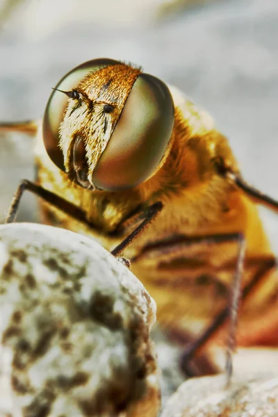 Abeja en el jardín primer plano — Foto de Stock