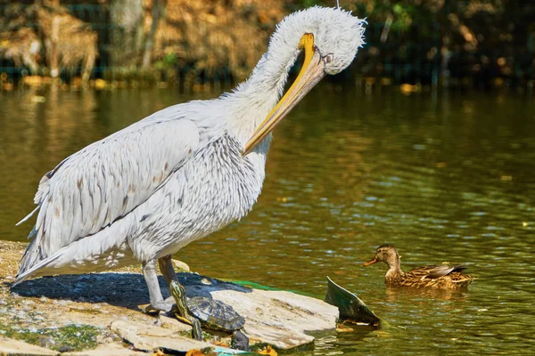 Bellissimo pellicano e tartaruga — Foto Stock