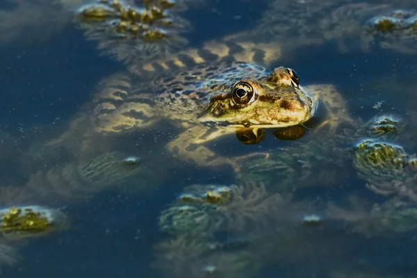 습지 강에 녹색 개구리 — 스톡 사진