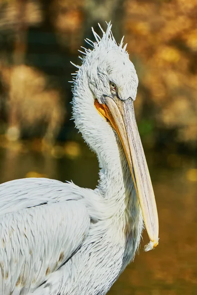 Belo pelicano no zoológico — Fotografia de Stock