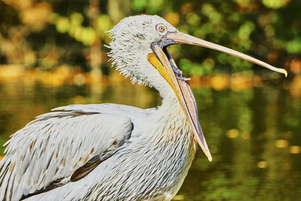 Bellissimo pellicano a bocca aperta — Foto Stock