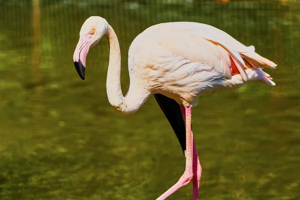 Flamingos cor-de-rosa no zoológico — Fotografia de Stock