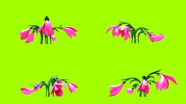 Bloemen — Stockvideo