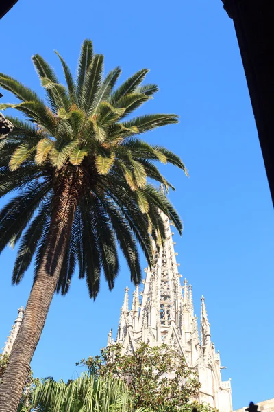 Palmera e iglesia Catedral de Barcelona torre de campanario — Foto de Stock