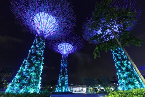 Supertree Hain in der Nacht in Gärten an der Bucht, singapore — Stockfoto