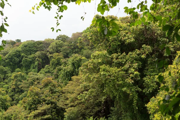 Толстые тропические леса и деревья на горе Фабер в Сингапуре — стоковое фото