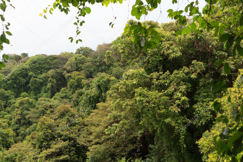 Thick rainforest and trees on Mount Faber in Singapore