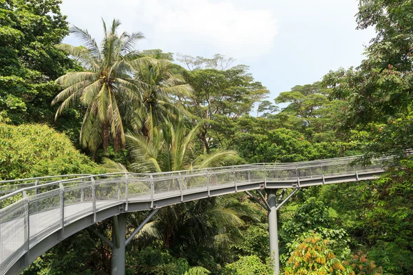 Лесная прогулка по тропическим лесам парка Телок Бланга Хилл, Сингапур — стоковое фото