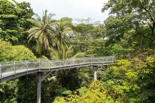 Лесная прогулка по тропическим лесам парка Телок Бланга Хилл, Сингапур — стоковое фото
