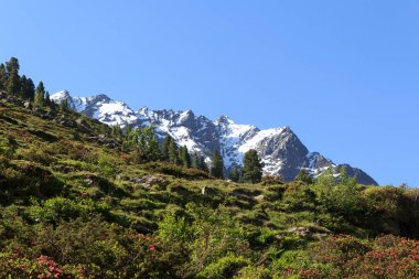 Avusturya 'nın Tyrol Alplerinde dağ kar manzarası ve yeşil ağaçlar