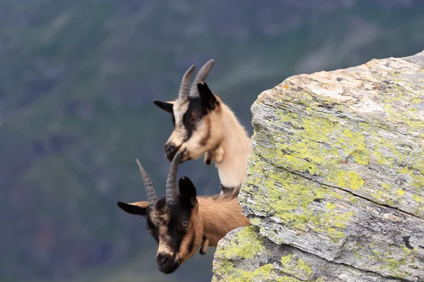 Chamois bir kayanın arkasında