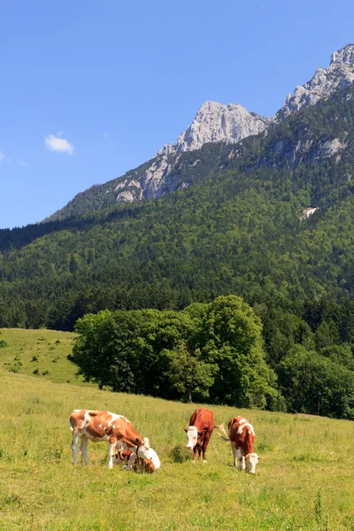 Kor i Alperna — Stockfoto