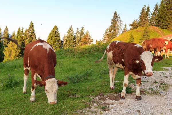 在上午的阿尔卑斯山的奶牛 — 图库照片