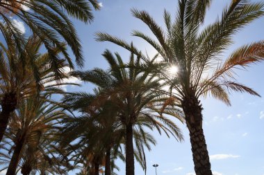Palmiye ağaçları Mallorca, İspanya