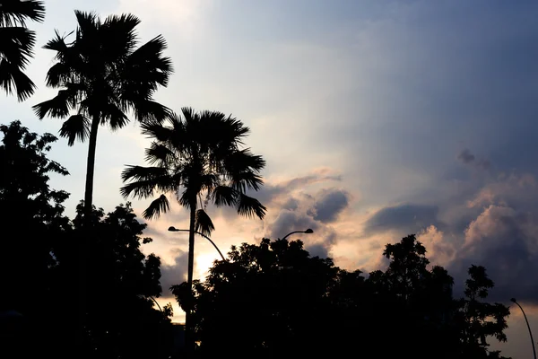 Solnedgång, åska moln och palmer, Singapore — Stockfoto