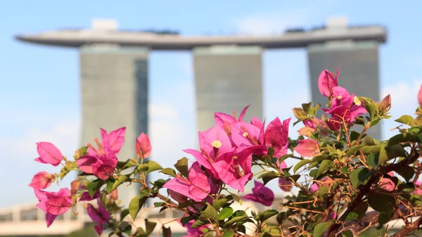 Orkidéer och Marina Bay Sands hotel, Singapore — Stockfoto