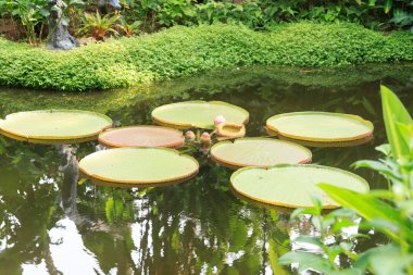 Gölet nilüferler ve palmiye ağaçları içinde Singapore botanik bahçeleri ile