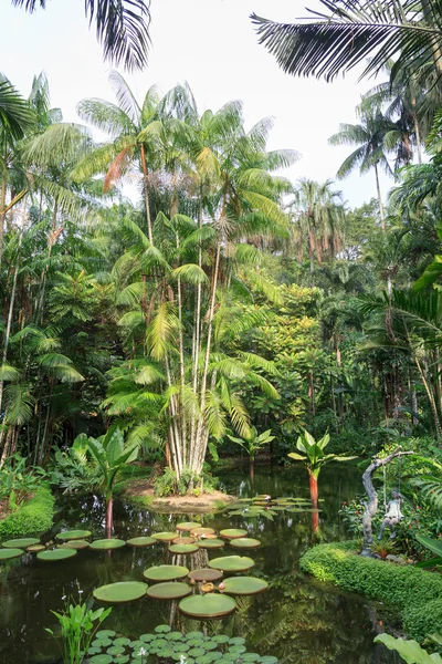 Пруд с водяными лилиями и пальмами в Сингапуре — стоковое фото
