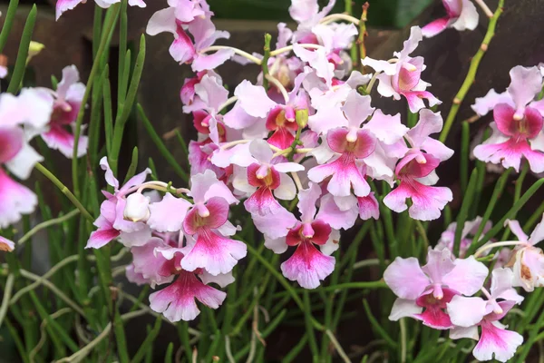 Close-up view of Vanda Miss Joaquim orchid in Singapore Botanic Gardens — Stock Photo, Image