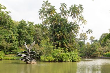 Kuğu Gölü içinde Singapore botanik bahçeleri