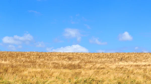 Champ de céréales avec orge et ciel bleu en Suisse saxonne — Photo