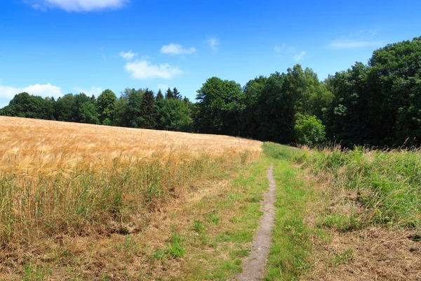 Wanderweg neben Getreidefeld mit blauem Himmel in der Sächsischen Schweiz — Stockfoto