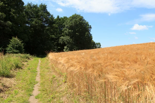 Wanderweg neben Getreidefeld mit blauem Himmel in der Sächsischen Schweiz — Stockfoto