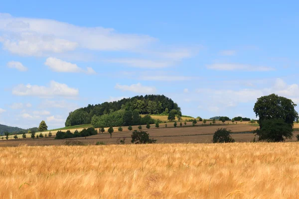 Wunderschöne Landschaft mit Hügel, Getreidefeld und blauem Himmel in der Sächsischen Schweiz — Stockfoto