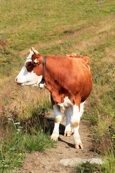 Ko surfar på en vandringsled på ett berg i Alperna, Österrike — Stockfoto