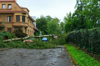 Sokağın karşısındaki düşmüş ağaç