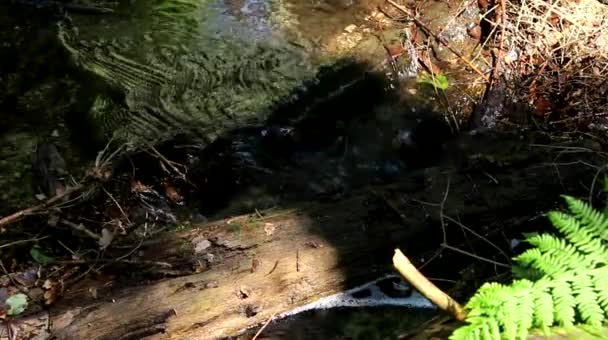Перегляд потік потік — стокове відео