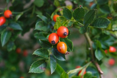 kuşburnu kırmızı