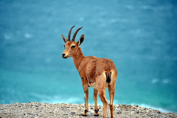 Жизнь над Мертвом морем.