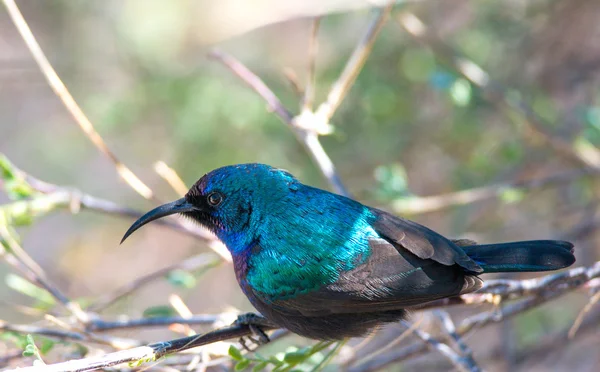 Birds surviving at the desert — Stock Photo, Image