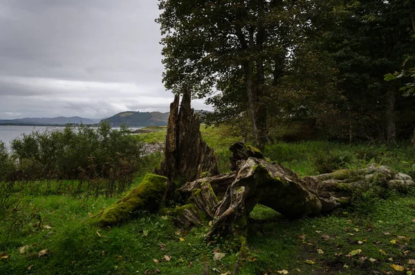 Argyll, İskoçya, İngiltere 'deki bir ormanda ölü ağaçlar.